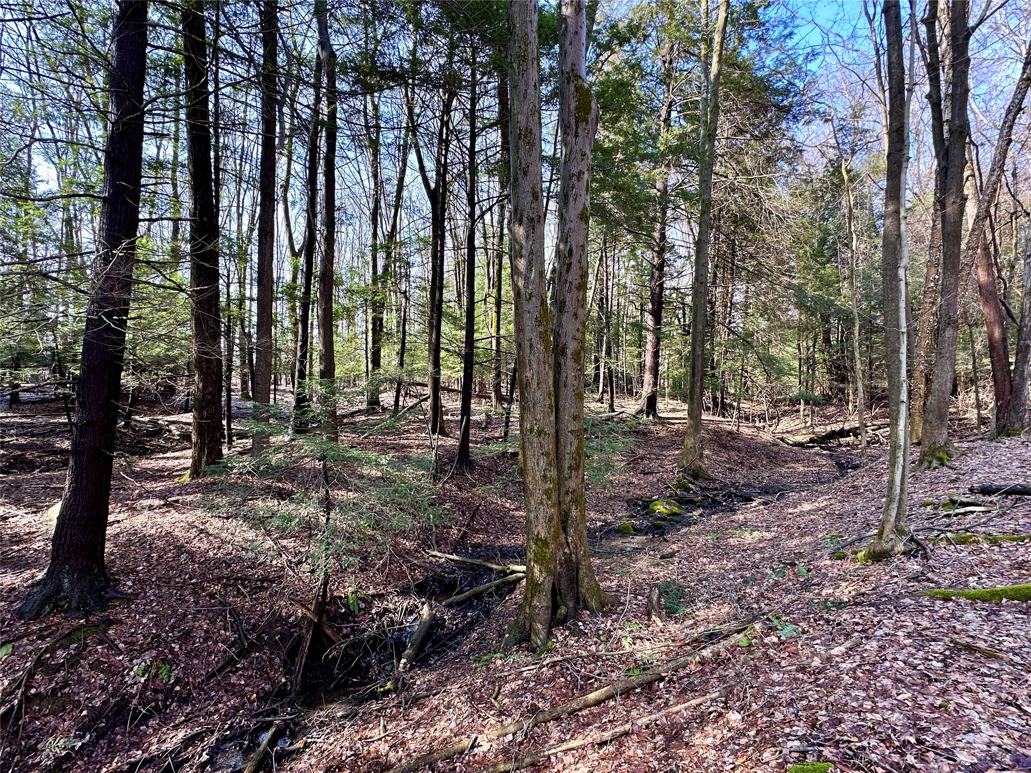 6 North And Fry Road Edinboro, PA 16412 - Photo 4 of 11 a view of outdoor space with lots of trees