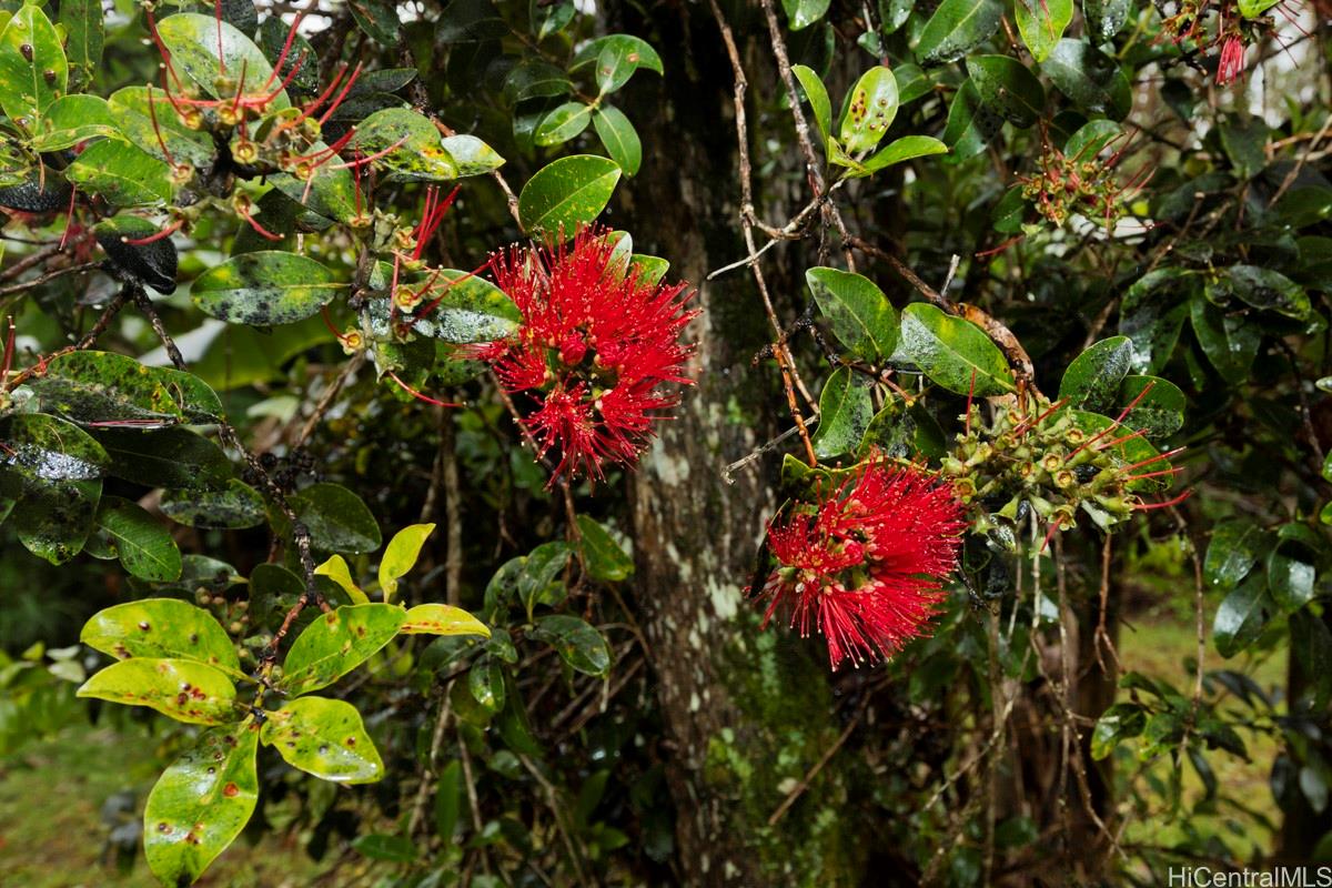 18-2274 Laulea Road Volcano, HI 96785 - Photo 15 of 15 Tropical vegetation including flowering plants and banana trees, contributing to the natural landscape of this Volcano property