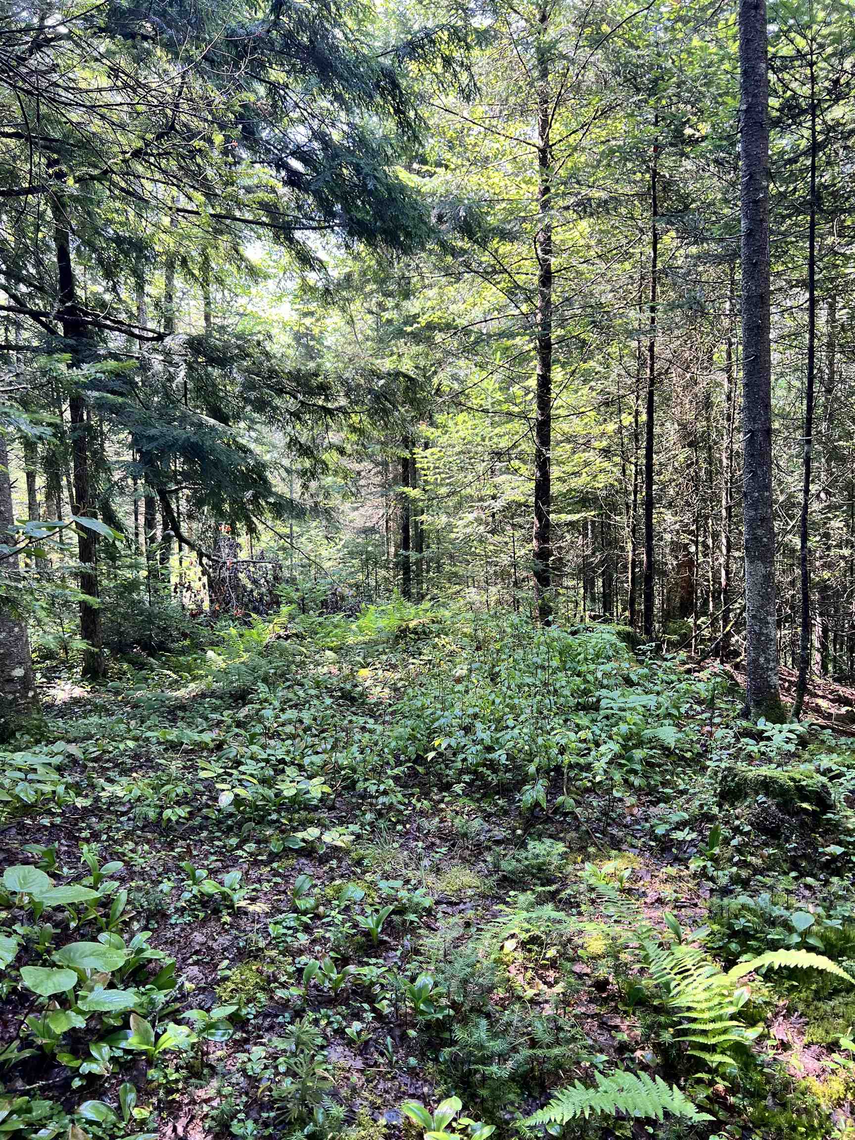 0 Granby Road Granby, VT 05840 - Photo 14 of 14