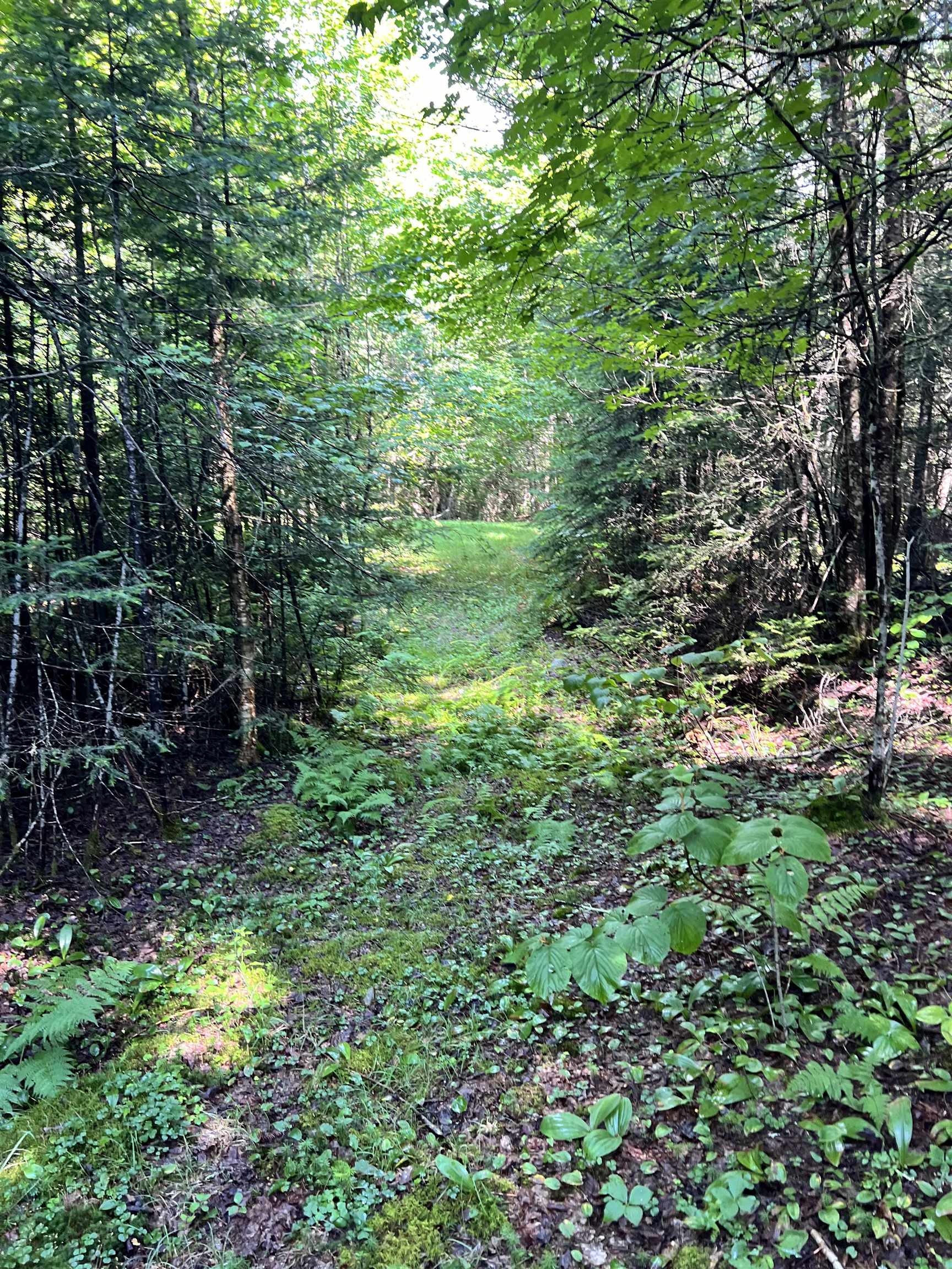 0 Granby Road Granby, VT 05840 - Photo 4 of 14