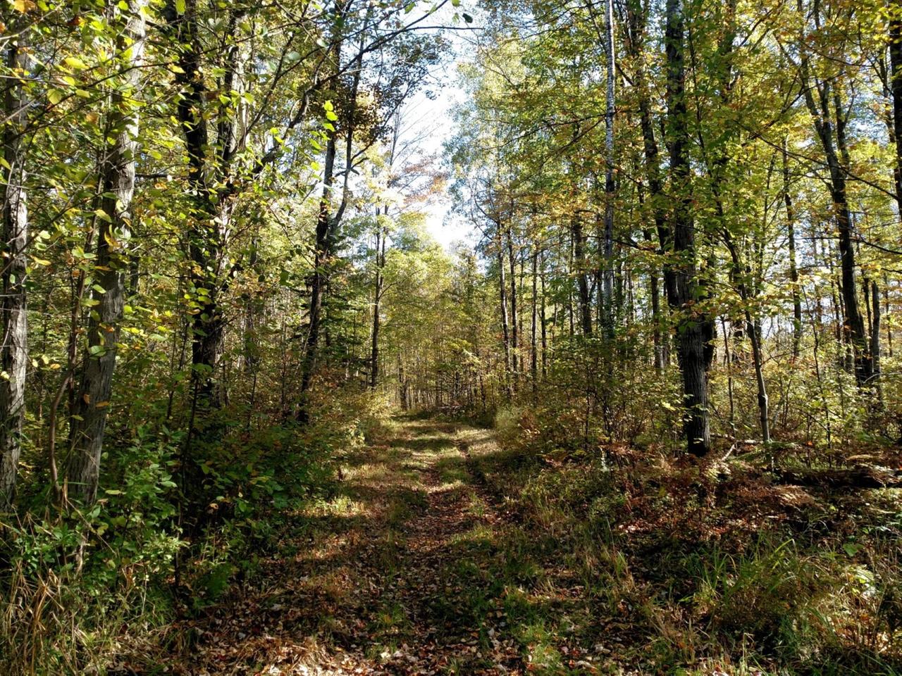 N502 Shauger Road Ogema, WI 54459 - Photo 26 of 52 Gallery Image 26