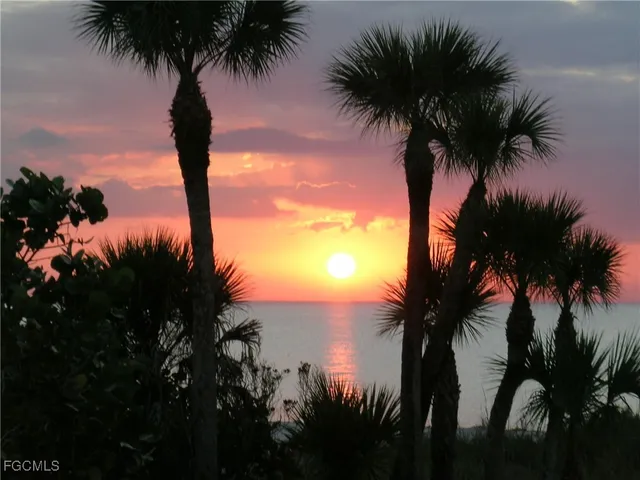 a view of a palm tree with palm trees