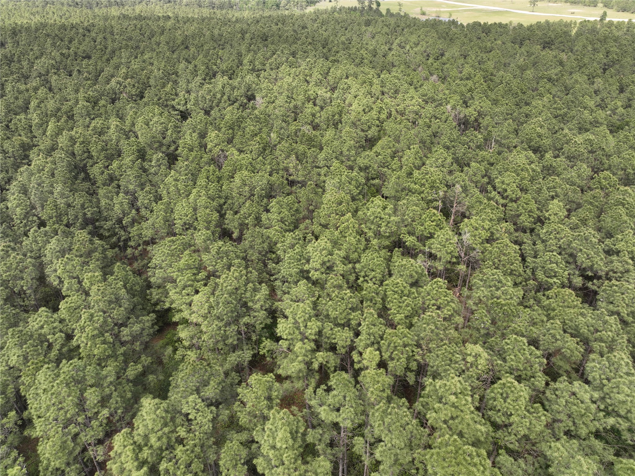 T4 Round Prairie Road Huntsville, TX 77320 - Photo 12 of 15 a view of a big yard with plants and large trees