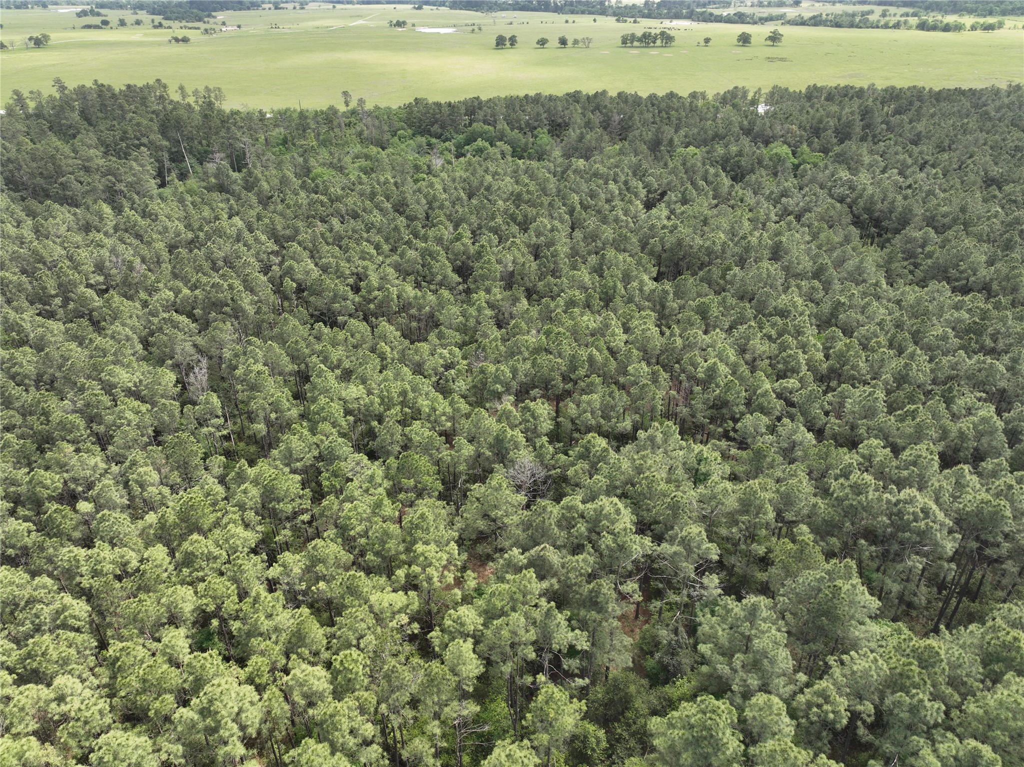 T4 Round Prairie Road Huntsville, TX 77320 - Photo 10 of 15 a view of a field with a tree