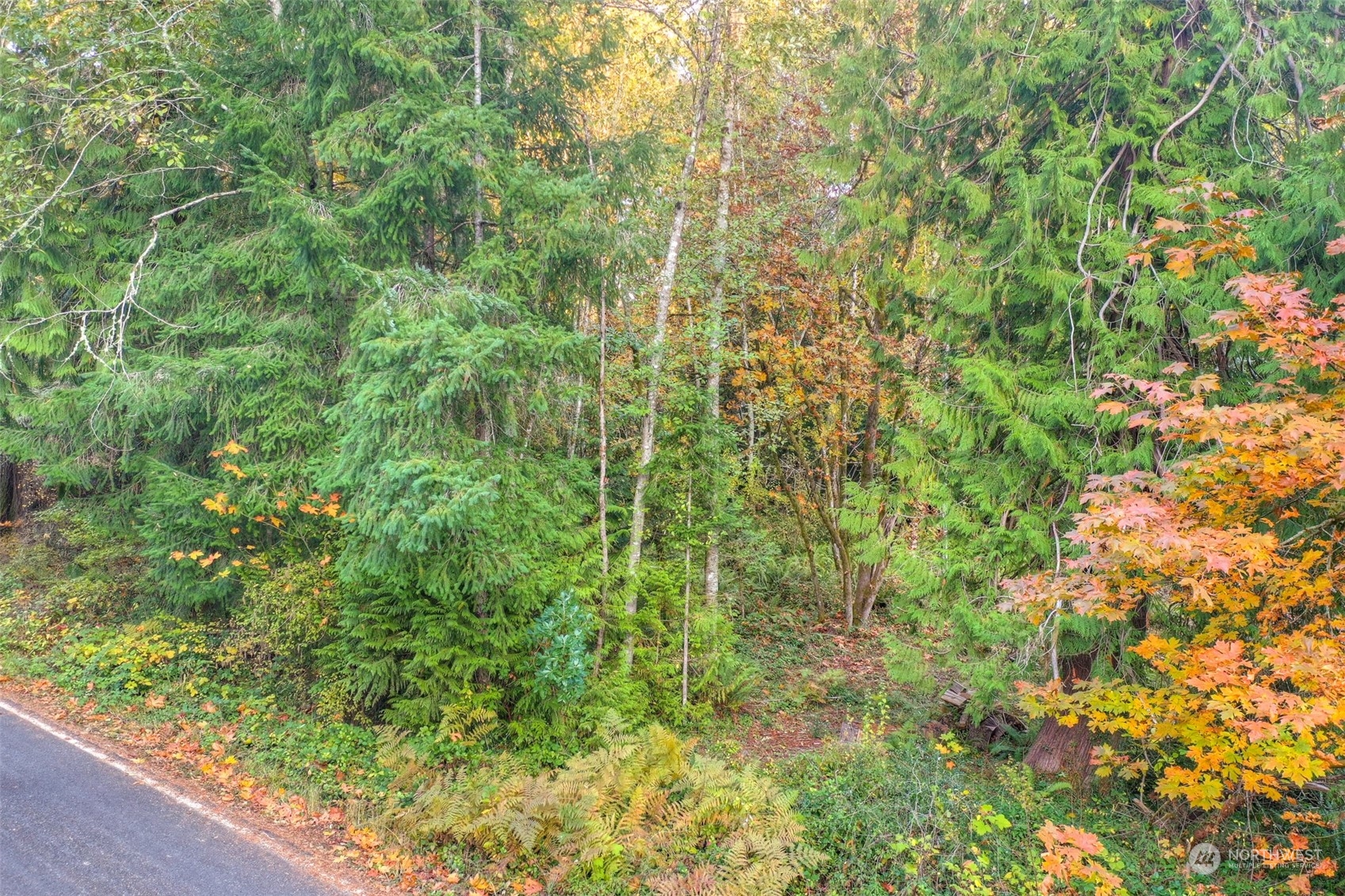 3450 Gull Harbor Road Northeast Olympia, WA 98506 - Photo 3 of 7 a view of a forest with a tree