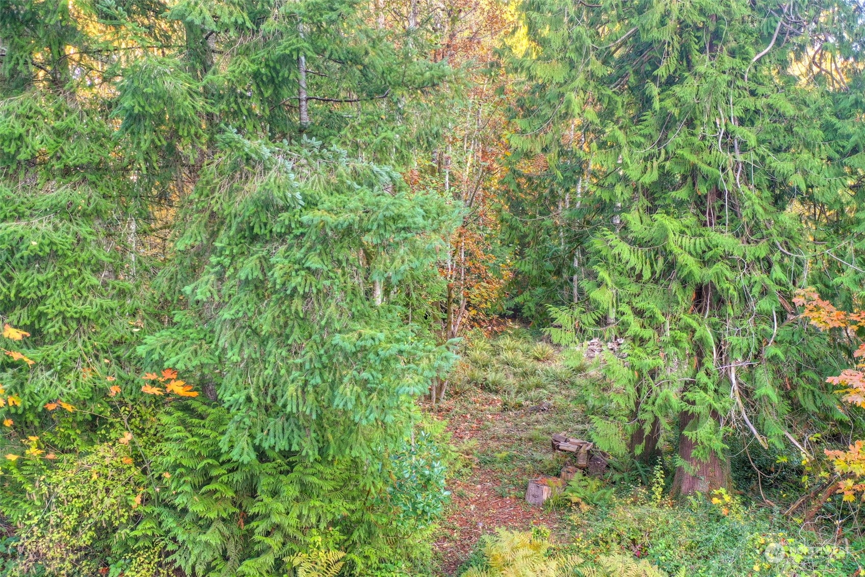 3450 Gull Harbor Road Northeast Olympia, WA 98506 - Photo 4 of 7 a view of a lush green forest