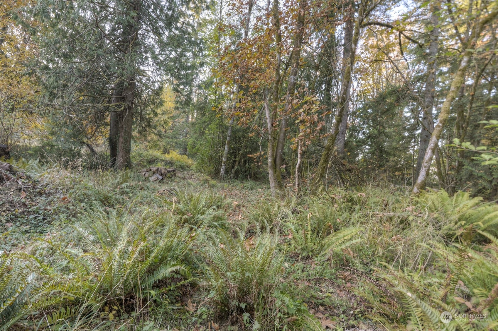 3450 Gull Harbor Road Northeast Olympia, WA 98506 - Photo 5 of 7 a view of forest