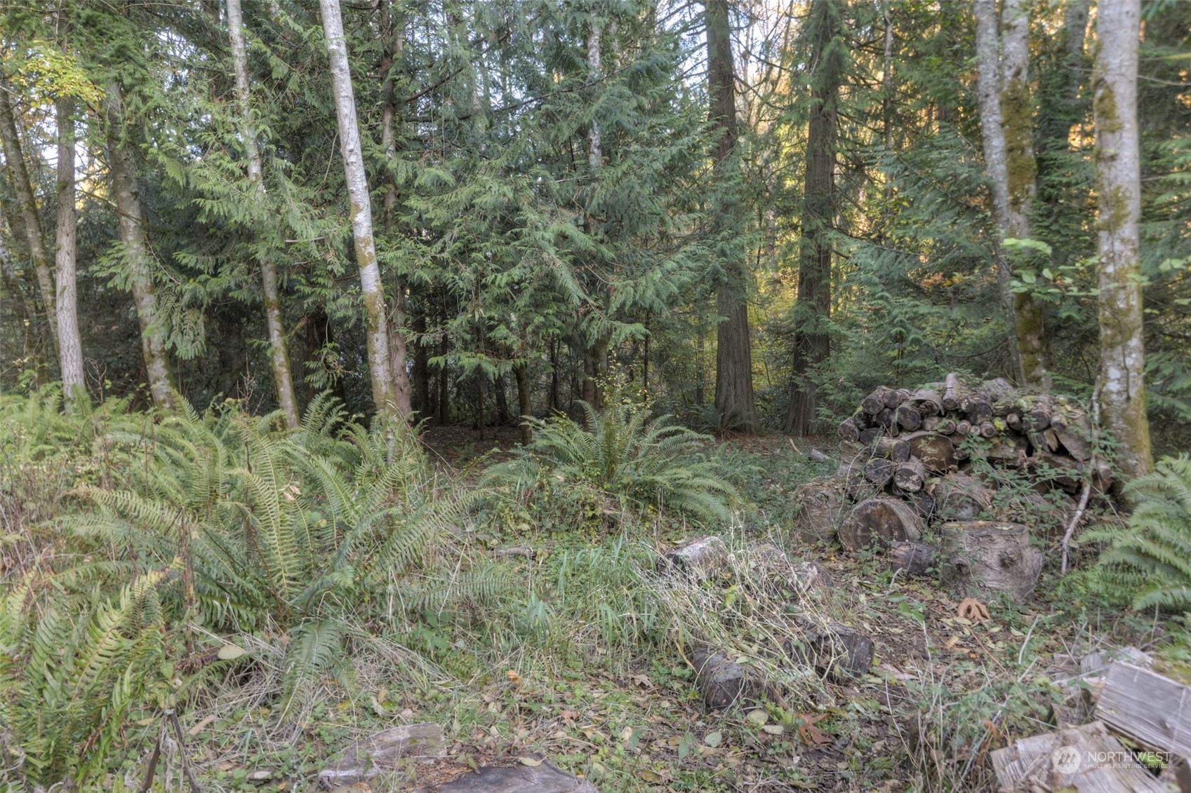 3450 Gull Harbor Road Northeast Olympia, WA 98506 - Photo 6 of 7 a view of a forest with trees in the background