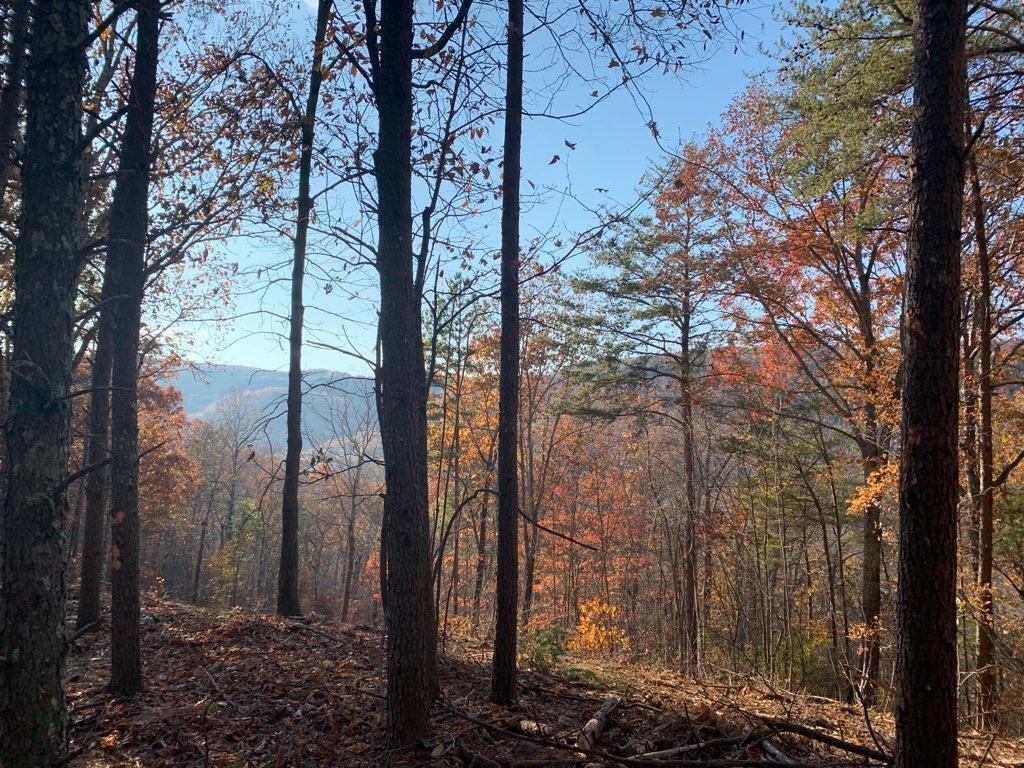 433 Coleman Road Soddy Daisy, TN 37379 - Photo 3 of 33 27570735624246001