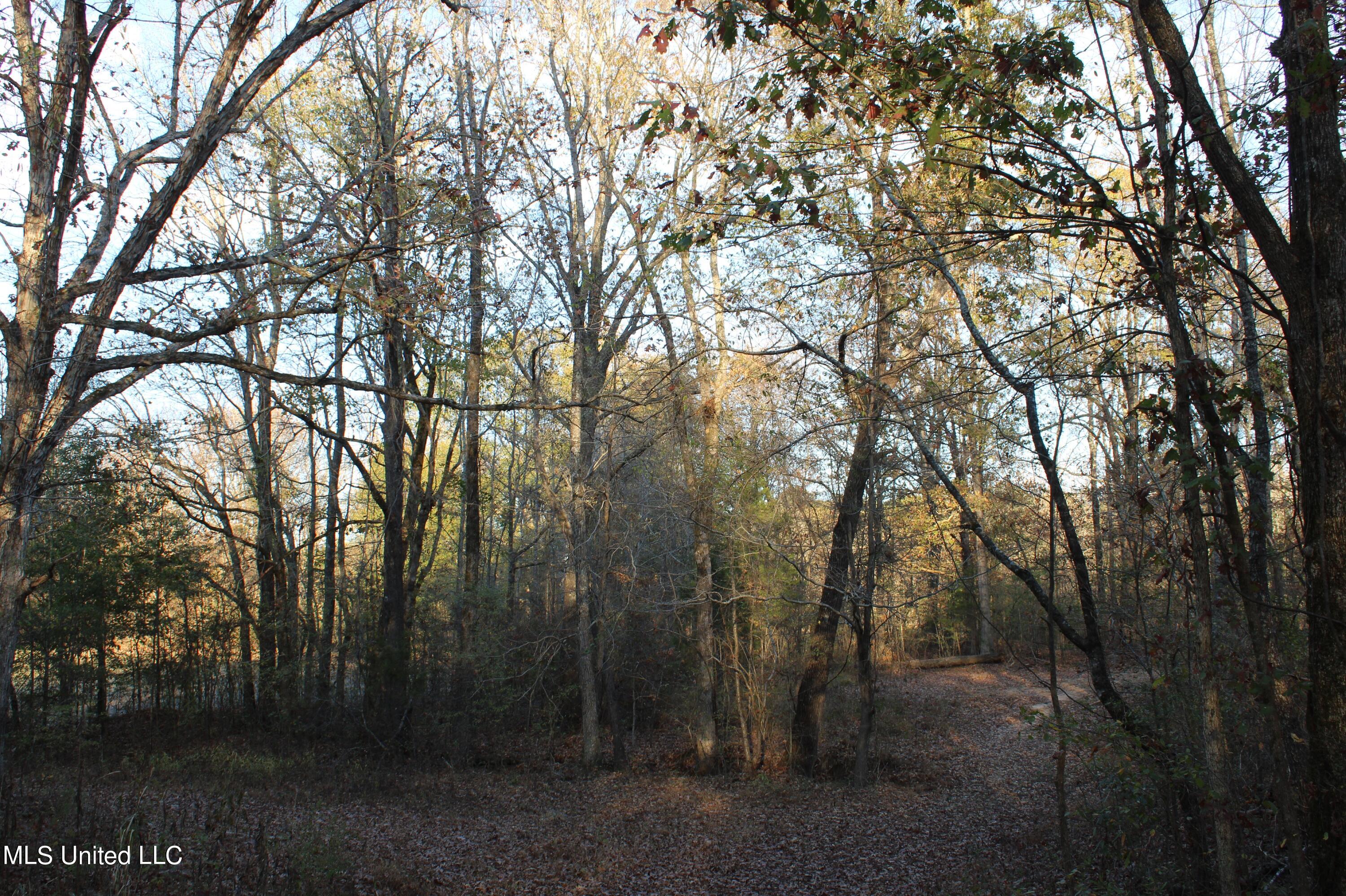6 Levi Bell Road Byhalia, MS 38611 - Photo 14 of 20 IMG_0409