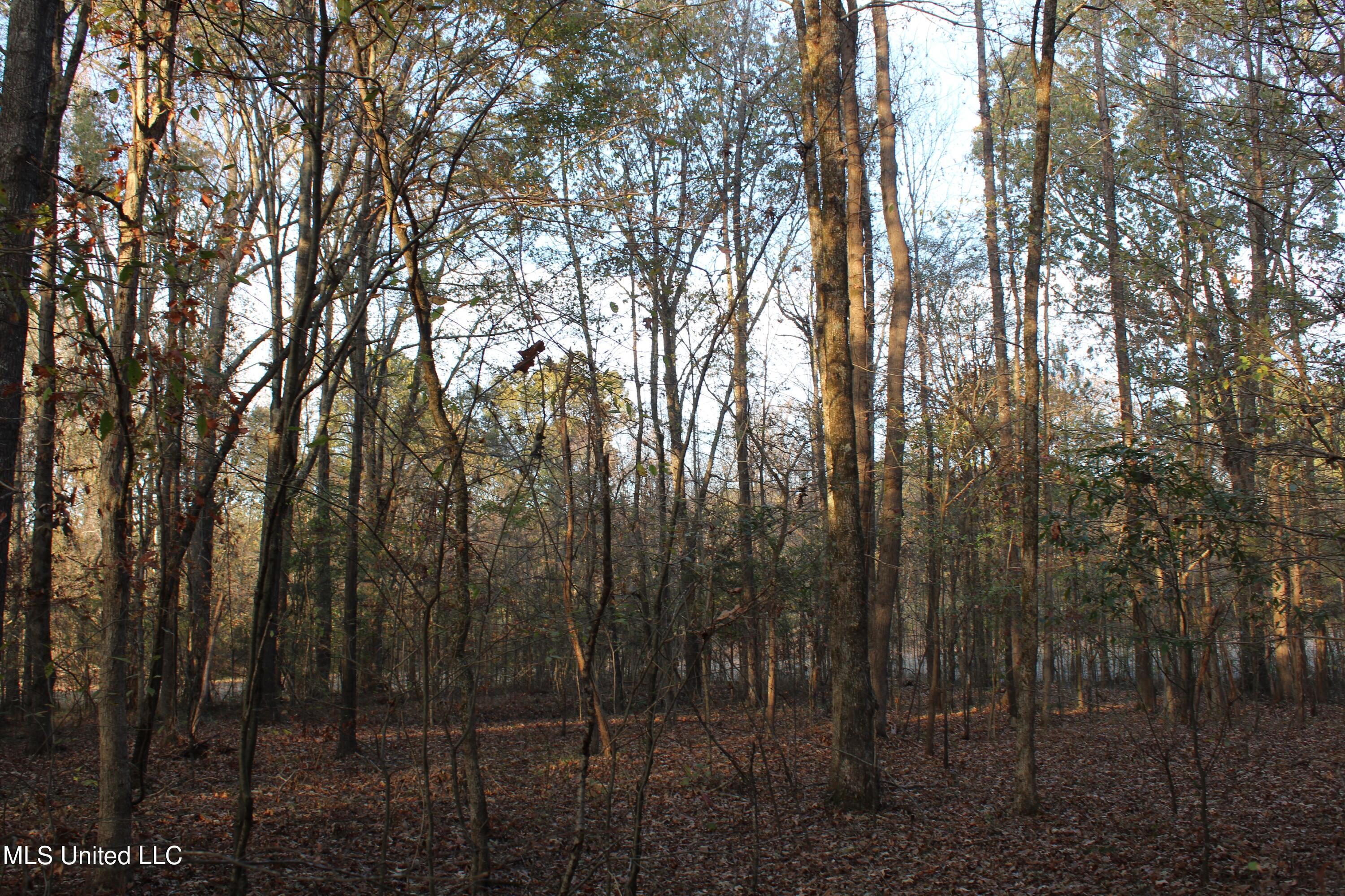 6 Levi Bell Road Byhalia, MS 38611 - Photo 19 of 20 IMG_0425