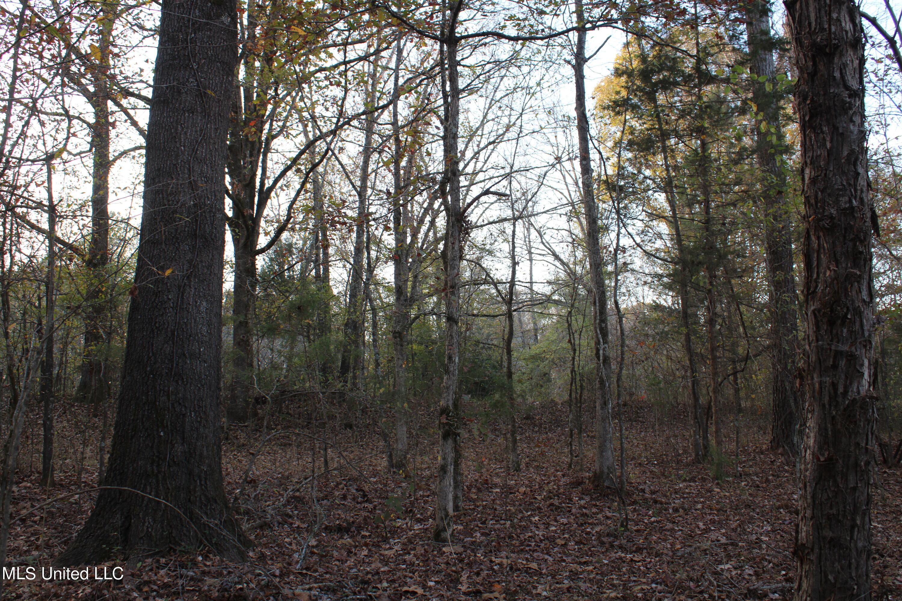 6 Levi Bell Road Byhalia, MS 38611 - Photo 4 of 20 IMG_0413