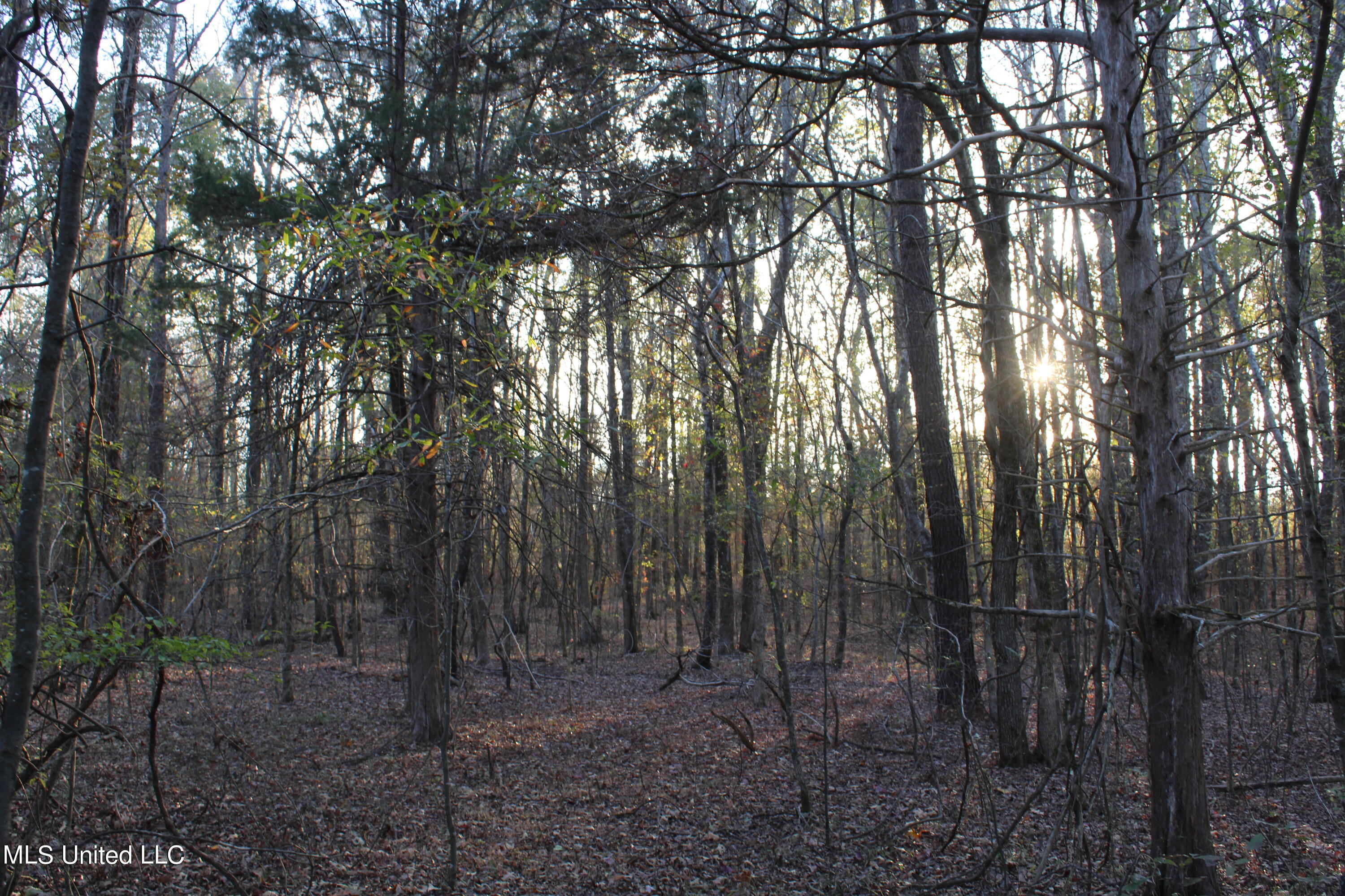6 Levi Bell Road Byhalia, MS 38611 - Photo 8 of 20 IMG_0418