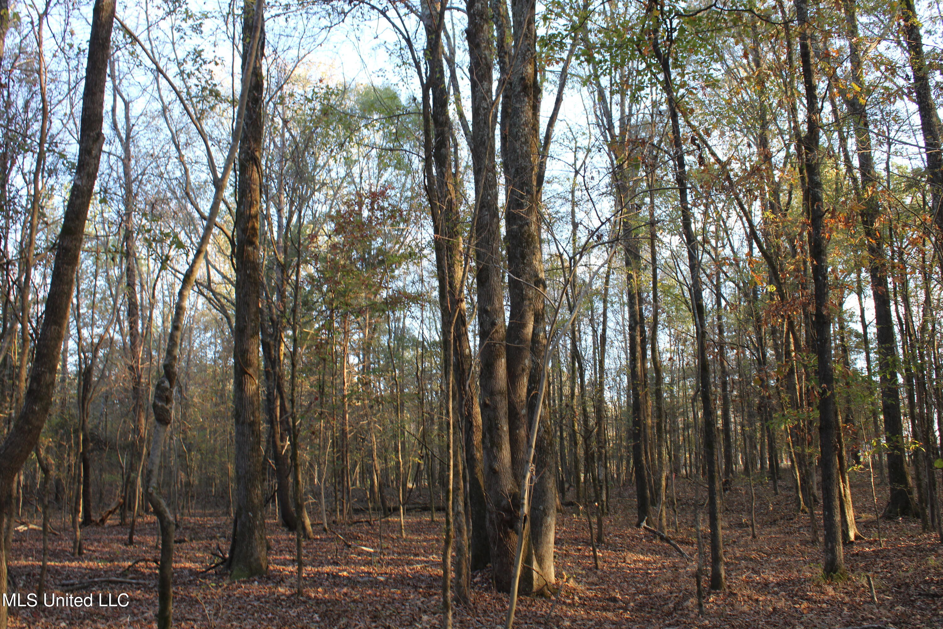 6 Levi Bell Road Byhalia, MS 38611 - Photo 10 of 20 IMG_0423