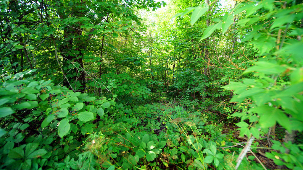 207 Hodgdon Mills Road Hodgdon, ME 04730 - Photo 40 of 42 207-hodgdon-mills-rd-6