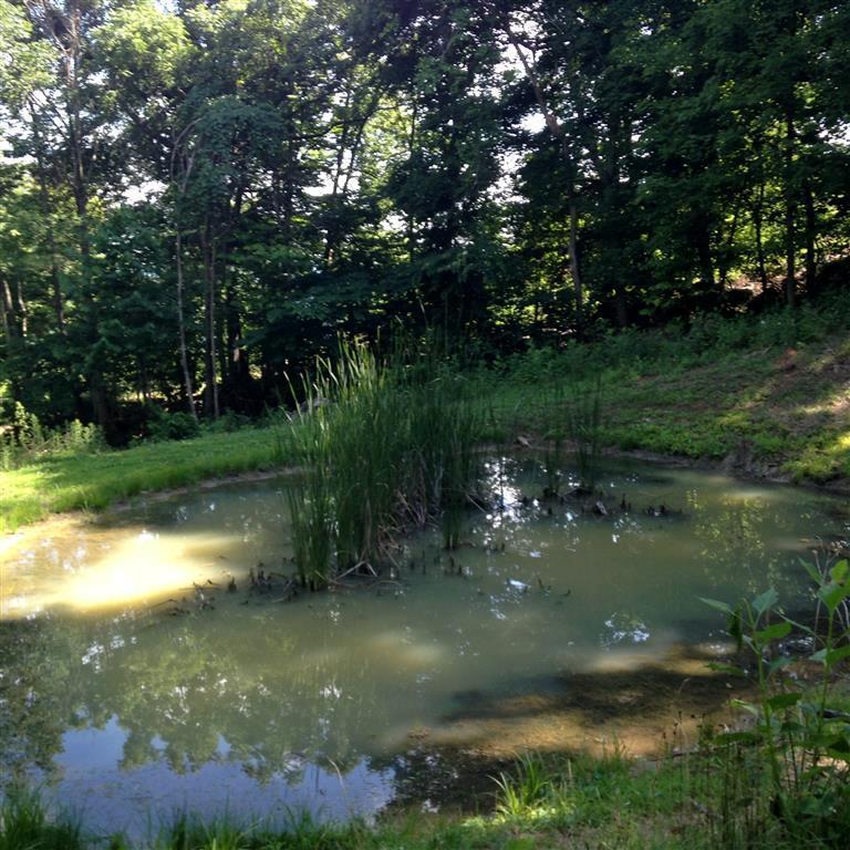 9-acres Prospect Road Sneedville, TN 37869 - Photo 10 of 16 IMG_6562