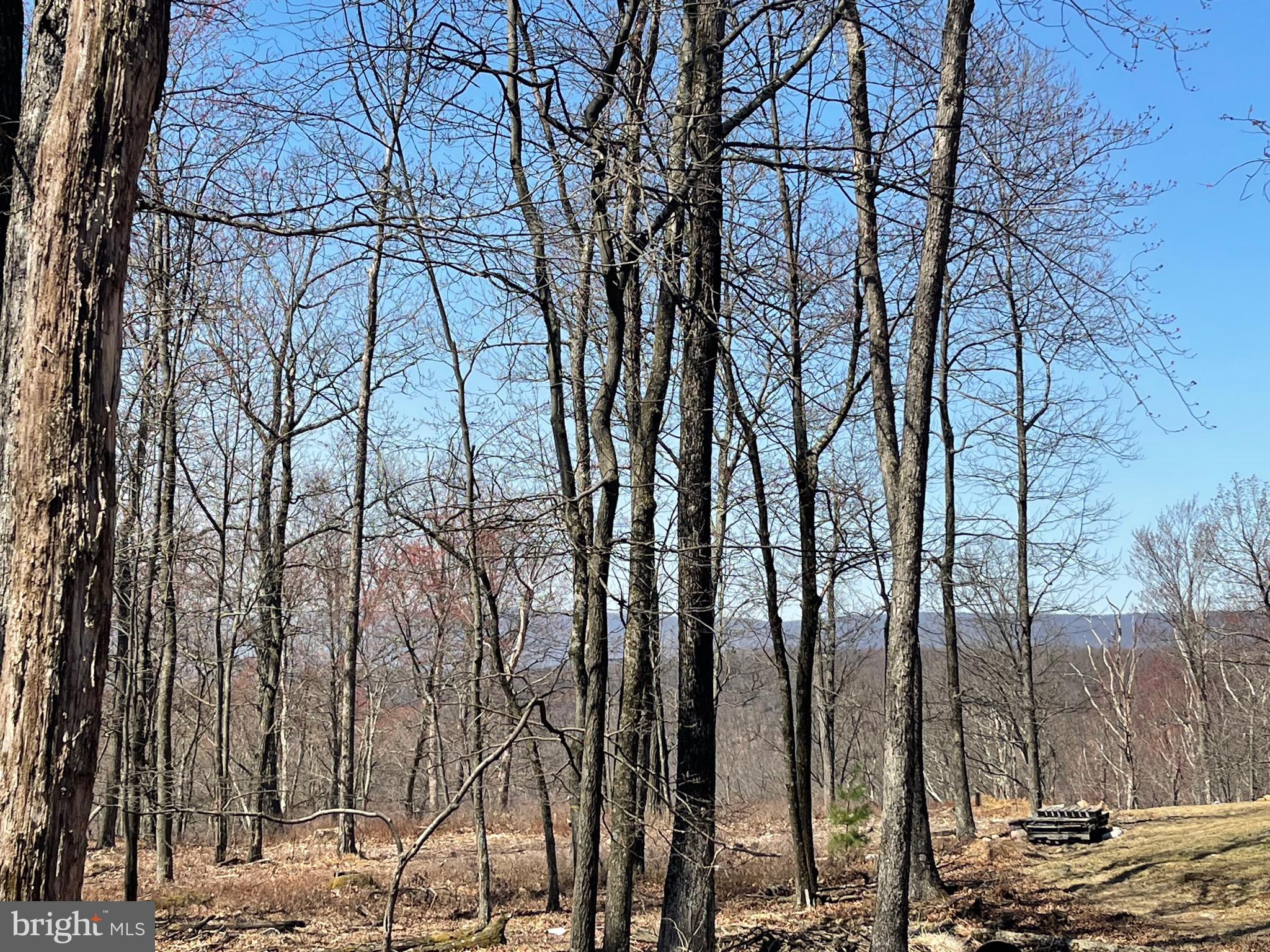 a view of outdoor space with lots of trees