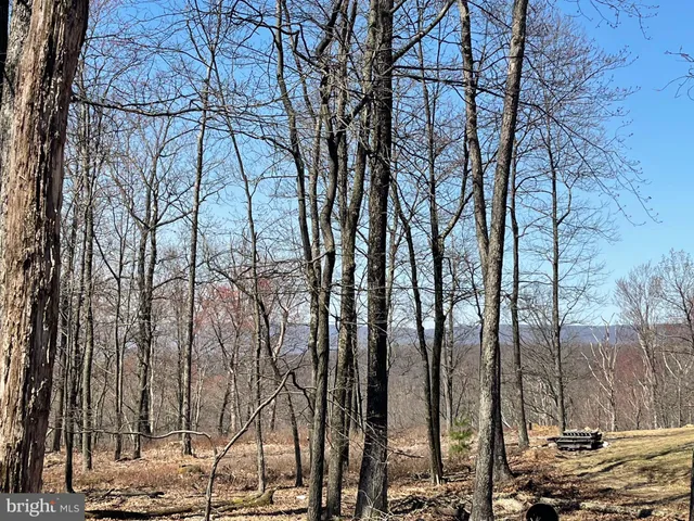 a view of a yard with trees