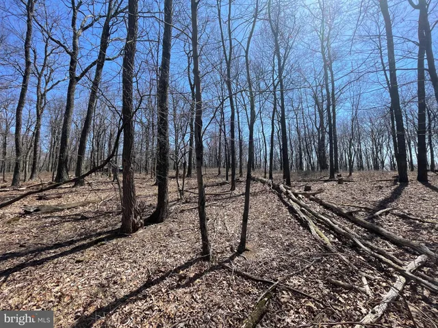 a view of a backyard with large trees
