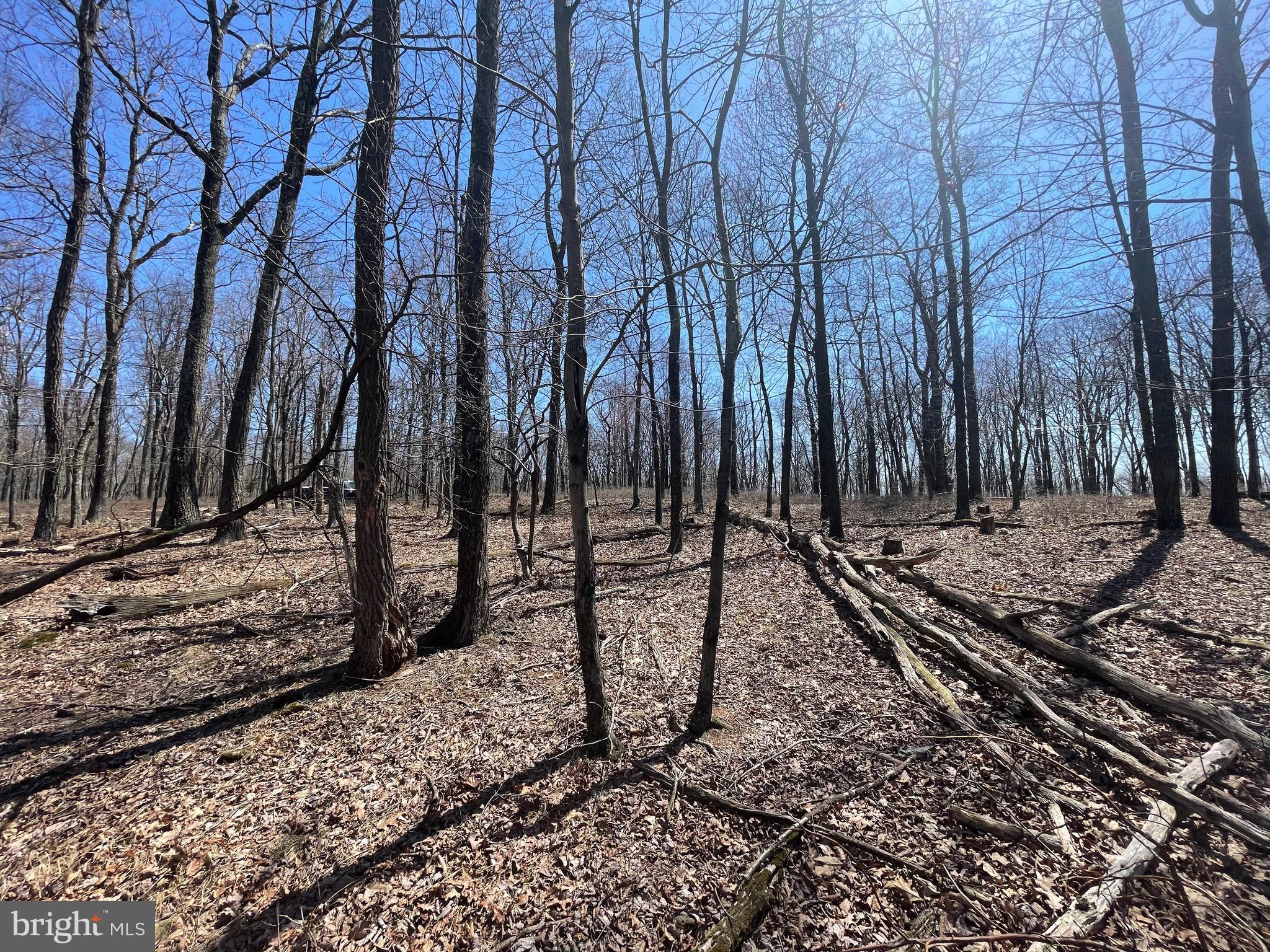 2 Princess Drive Zion Grove, PA 17985 - Photo 5 of 20 a view of a backyard with large trees