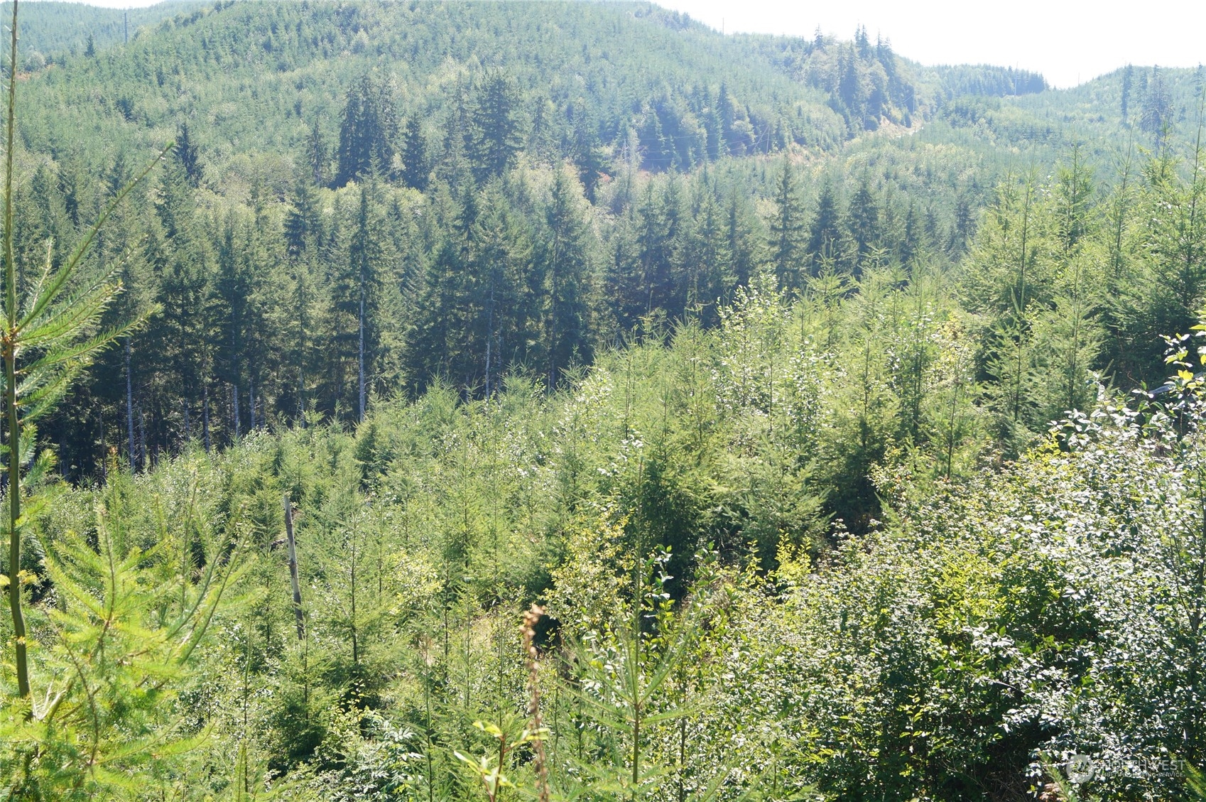 -off Of Lund Road Cosmopolis, WA 98537 - Photo 11 of 16