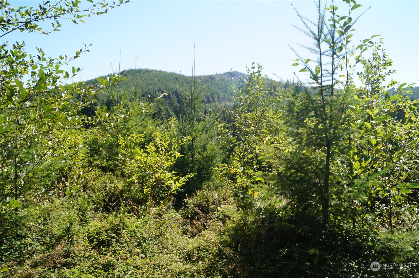-off Of Lund Road Cosmopolis, WA 98537 - Photo 12 of 16
