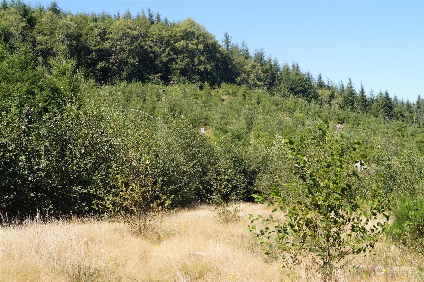 -off Of Lund Road Cosmopolis, WA 98537 - Photo 7 of 16