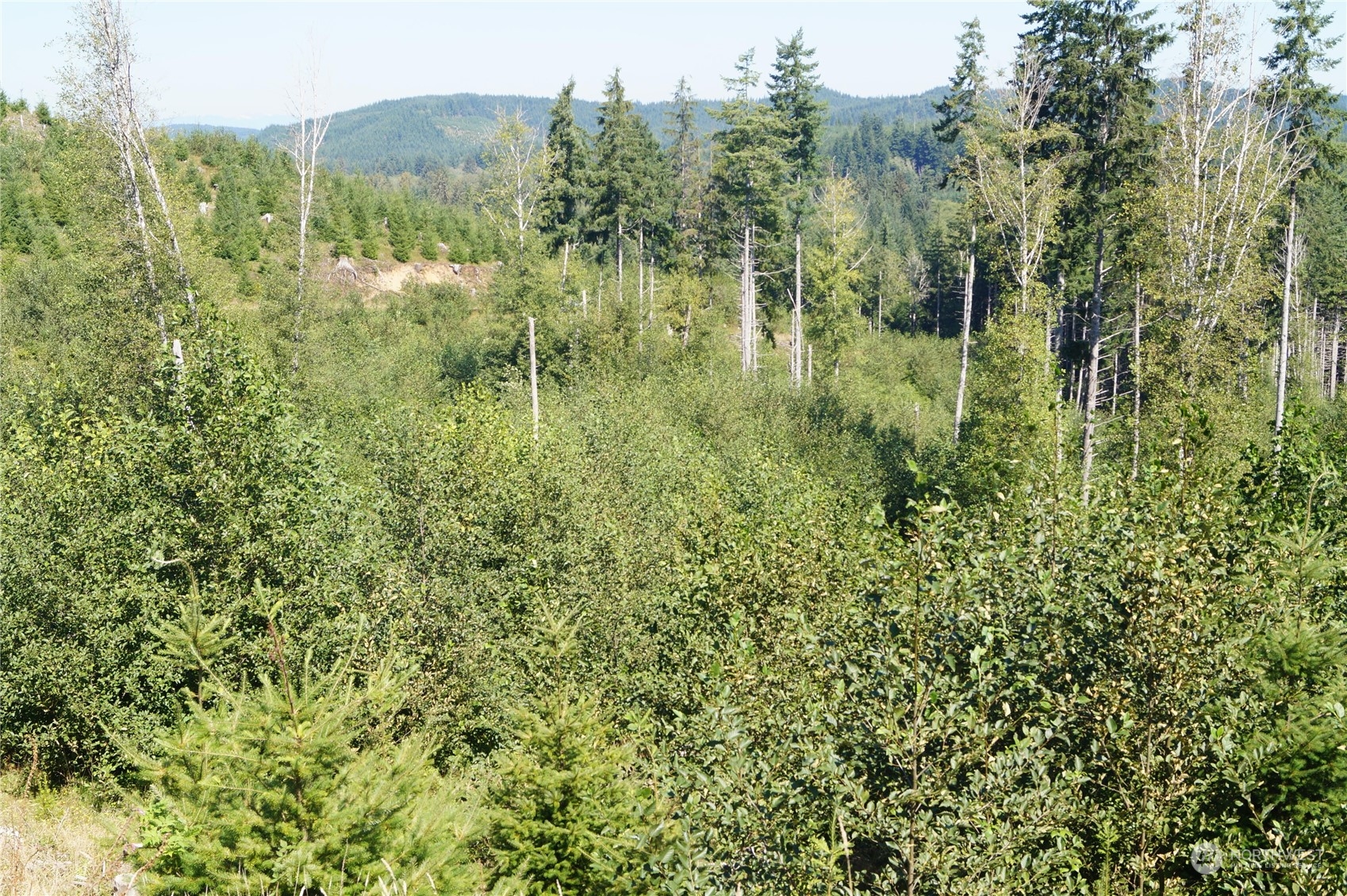 -off Of Lund Road Cosmopolis, WA 98537 - Photo 8 of 16