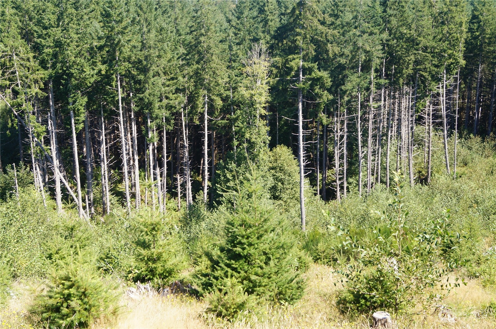 -off Of Lund Road Cosmopolis, WA 98537 - Photo 9 of 16