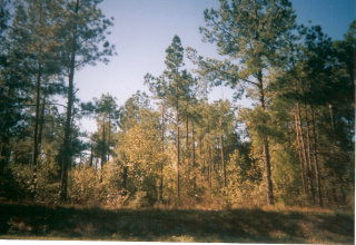 Parcel B Parcel B John Nunn Road Salley, SC 29137 - Photo 1 of 1