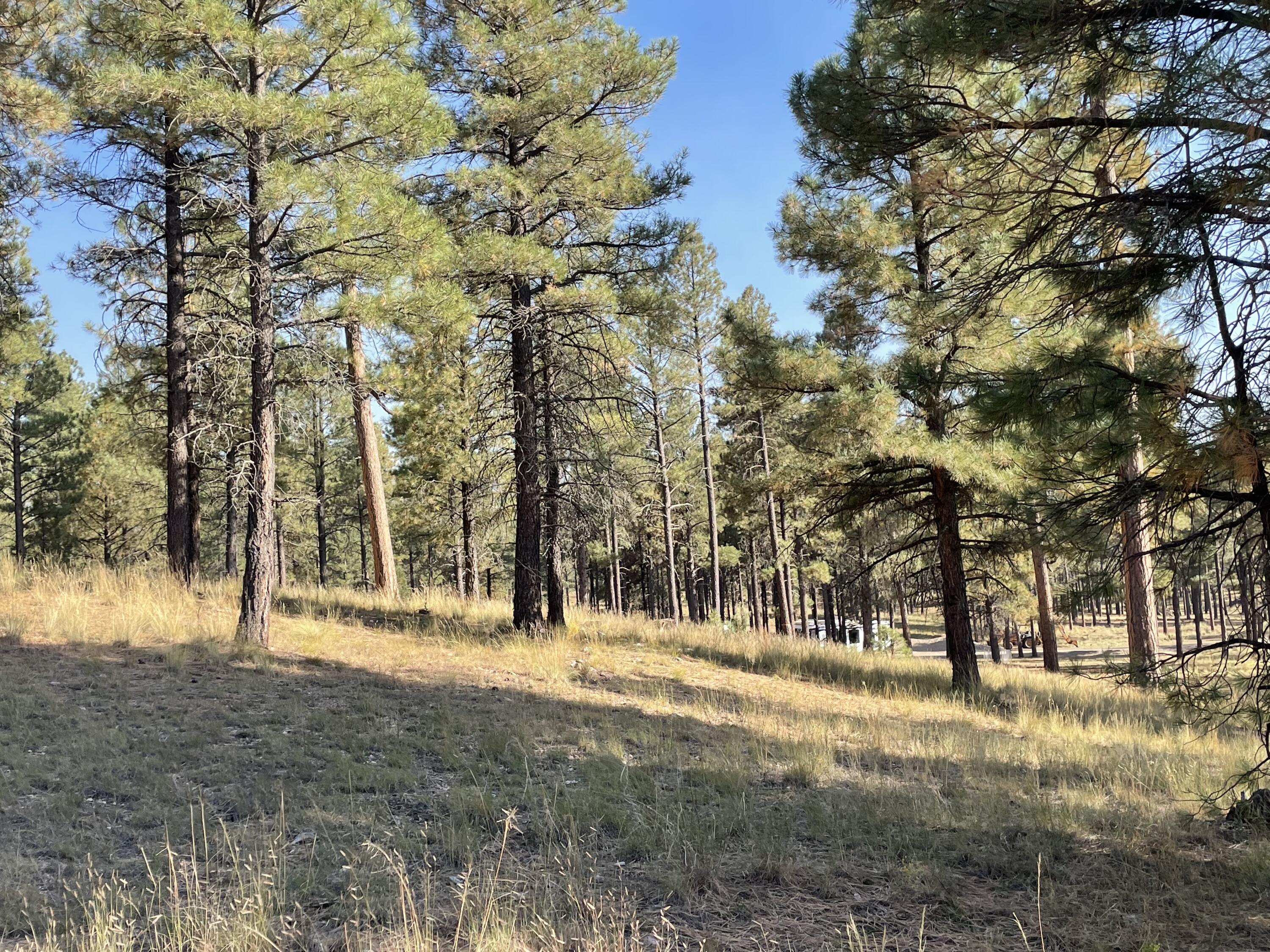 7337 Forest Service 122 Road Happy Jack, AZ 86024 - Photo 11 of 33