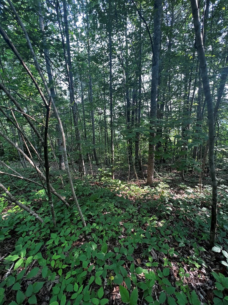 0 Raven Branch Road Del Rio, TN 37727 - Photo 2 of 29