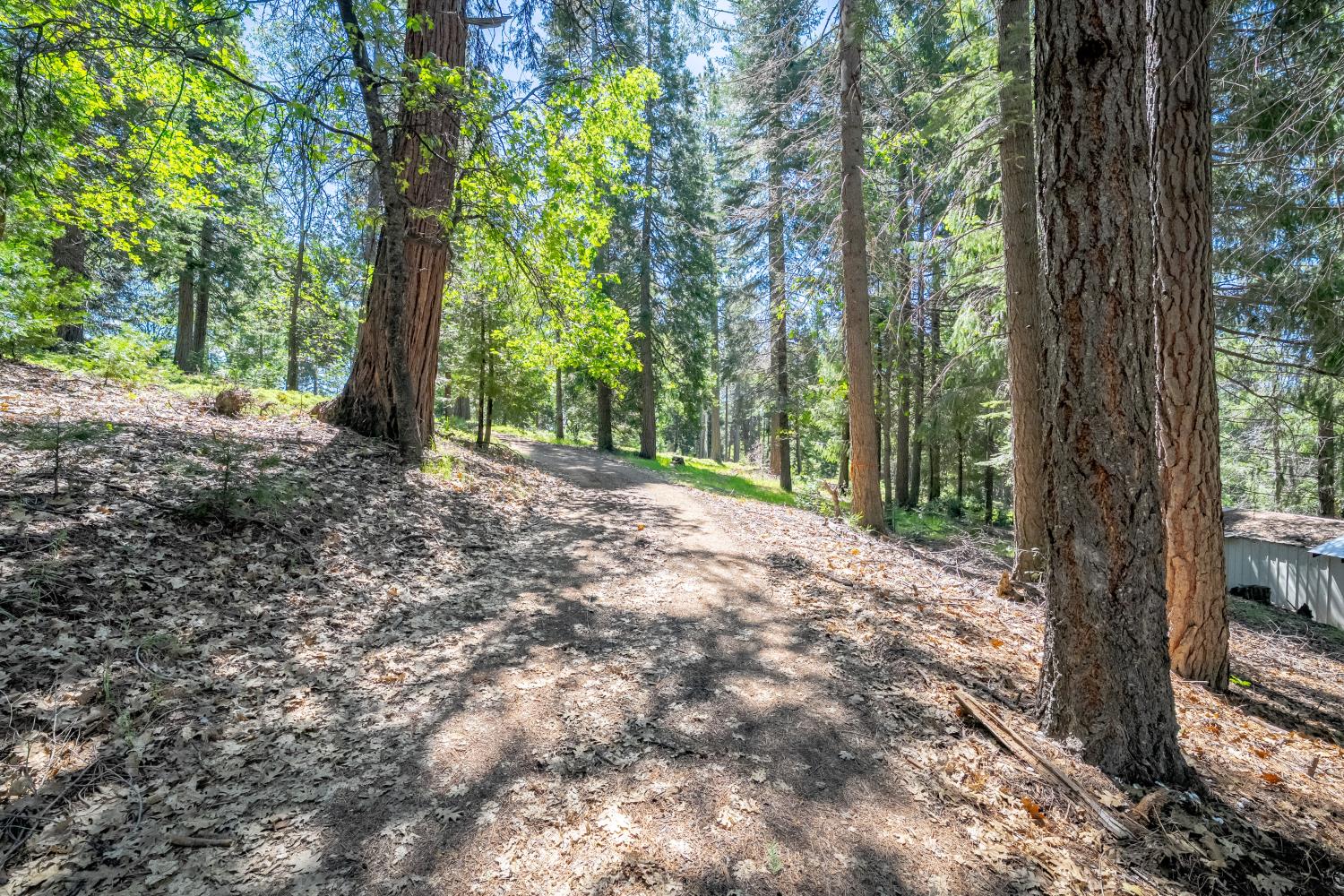 6420 Starkes Grade Road Pollock Pines, CA 95726 - Photo 31 of 58 a view of a forest with trees
