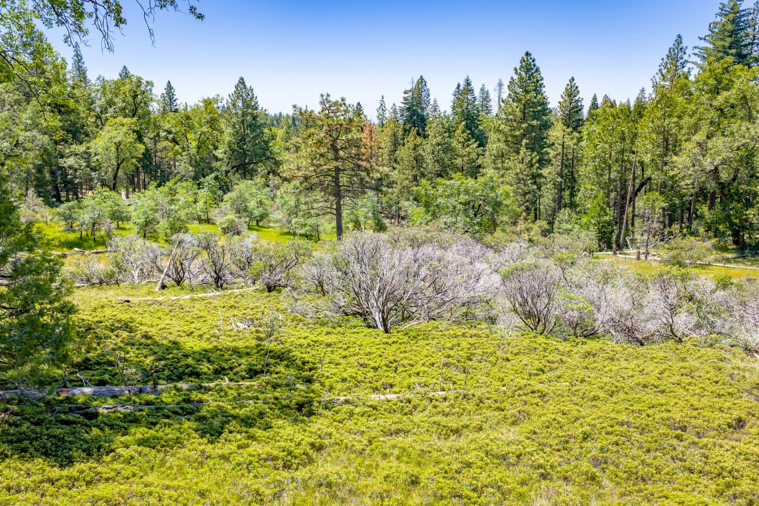 6420 Starkes Grade Road Pollock Pines, CA 95726 - Photo 34 of 58 a view of a yard with large trees
