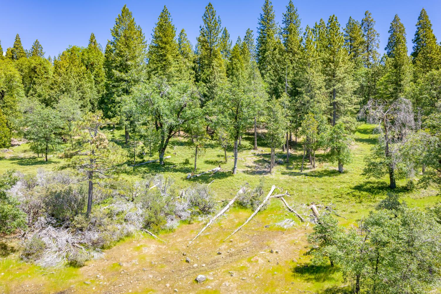 6420 Starkes Grade Road Pollock Pines, CA 95726 - Photo 35 of 58 a view of a yard with a trees