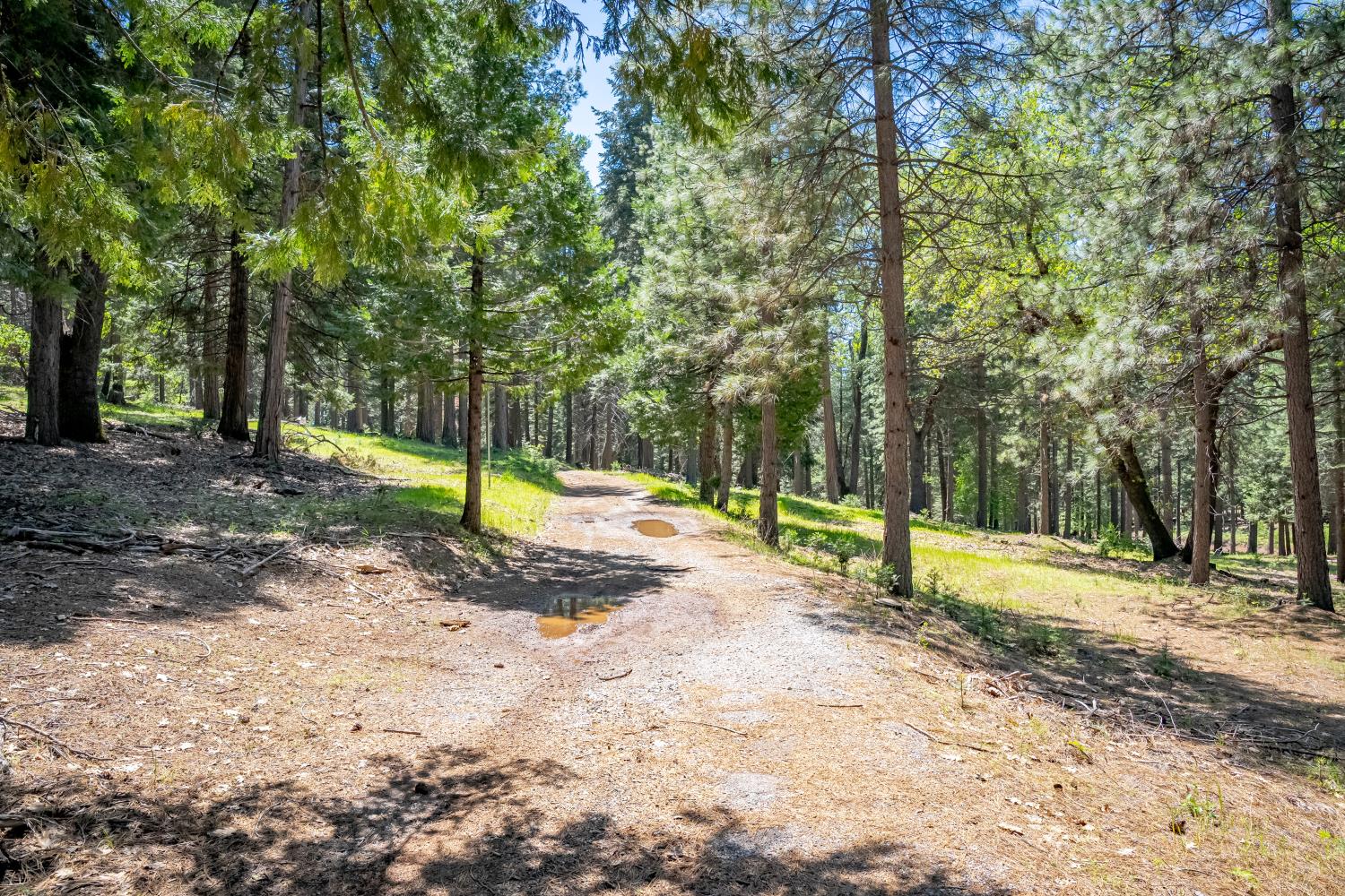 6420 Starkes Grade Road Pollock Pines, CA 95726 - Photo 53 of 58 a view of a yard with swings