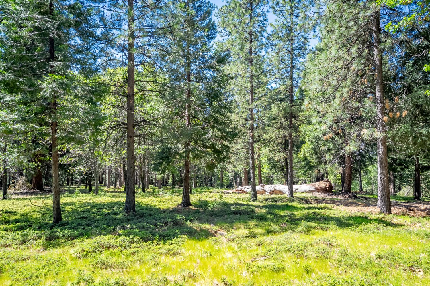 6420 Starkes Grade Road Pollock Pines, CA 95726 - Photo 57 of 58 a view of a yard with a tree