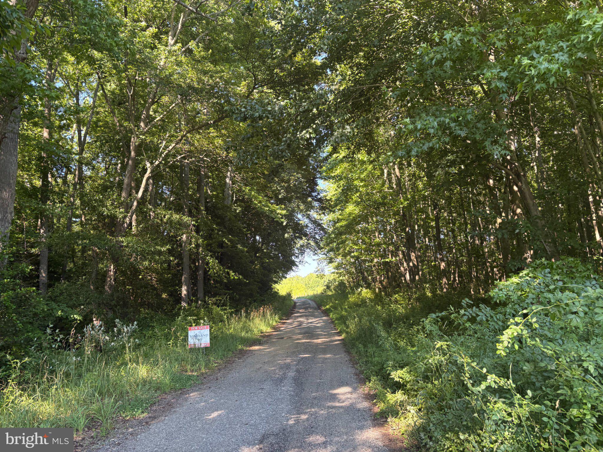0 Mill Pond Road Salem County, NJ 08502 - Photo 4 of 4 Serene path through lush greenery.