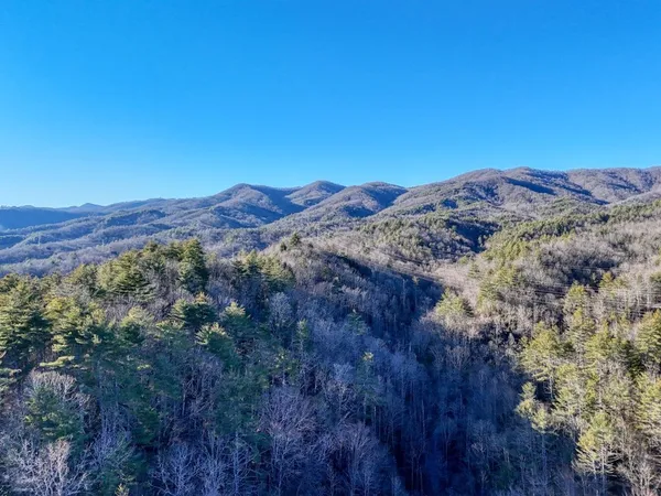 a view of a large tree