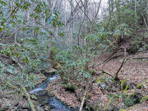 a view of a forest that has a tree