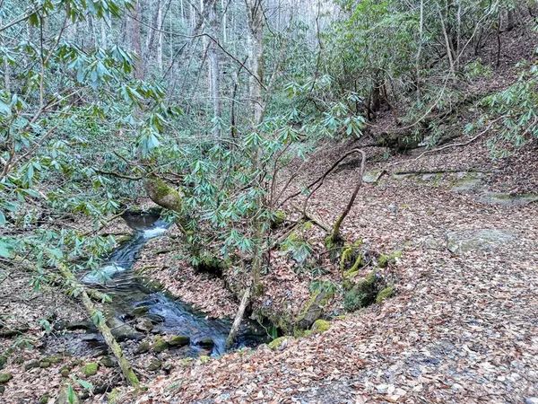 a view of a yard with plants and large trees