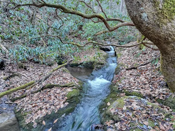 a view of a backyard with plants and large trees