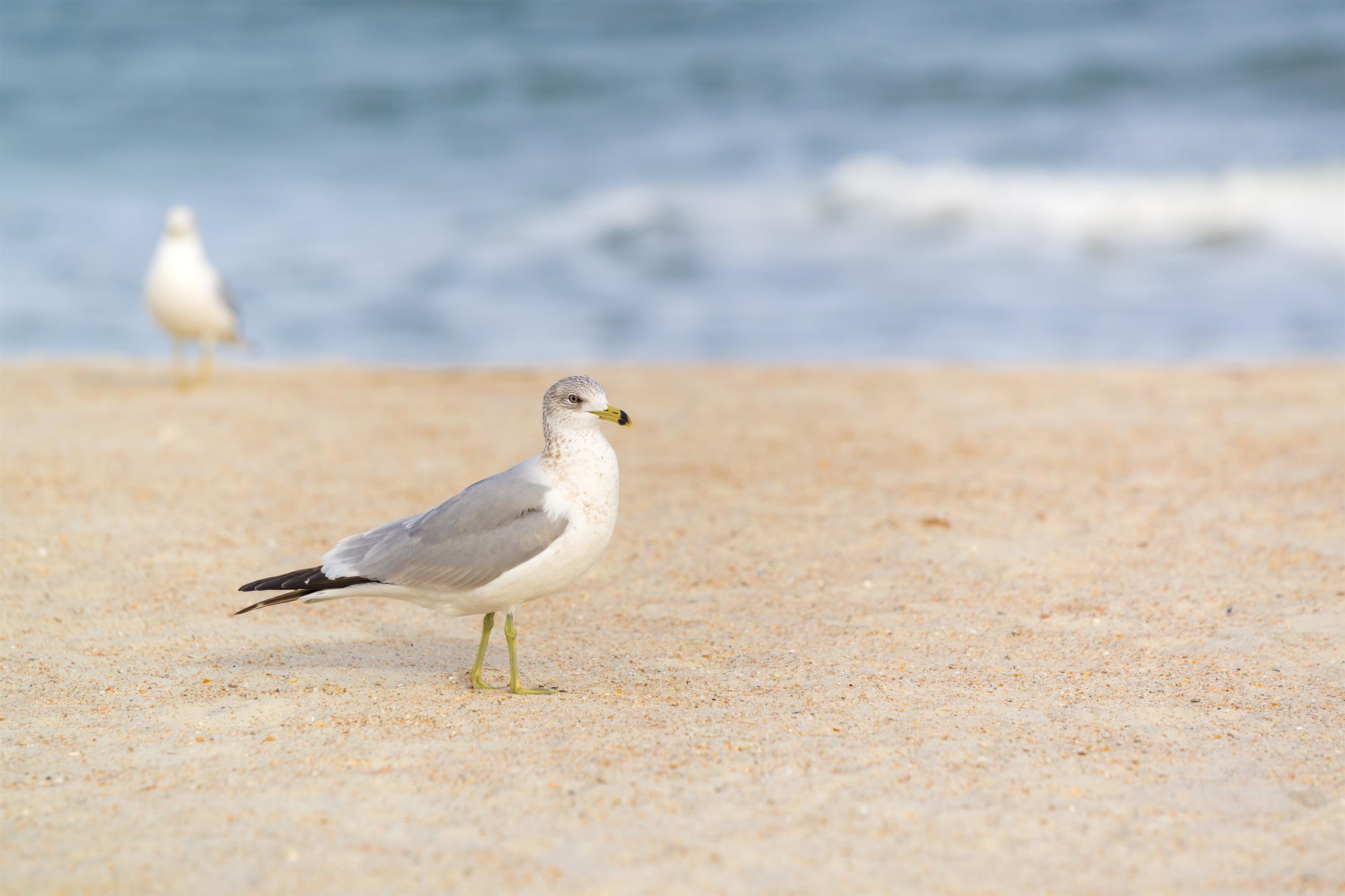 123 Rio Del Mar Street, Unit B St. Augustine, FL 32080 - Photo 47 of 51