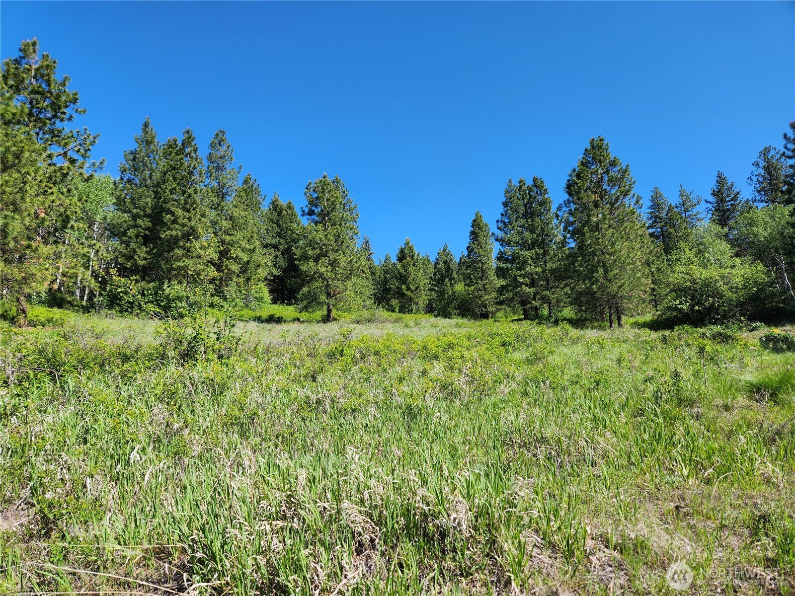 0 Gold Mountain Road Republic, WA 99166 - Photo 8 of 9 a view of a field of grass and trees