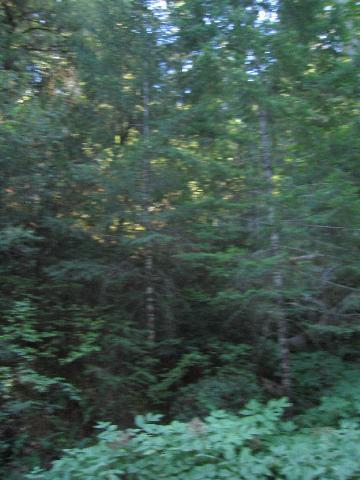 0 Cheney Creek Road Grants Pass, OR 97526 - Photo 2 of 5 Additional Photo