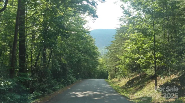 a view of a forest that has large trees