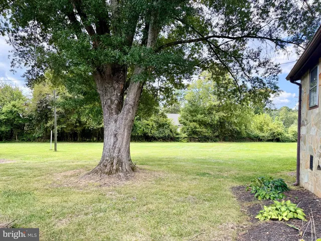 a view of a garden with a tree