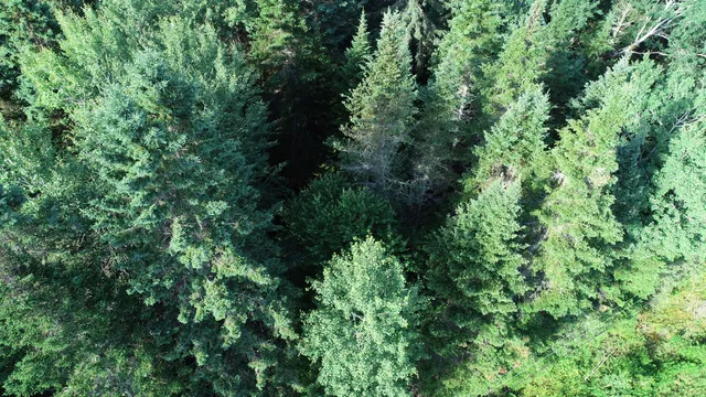 $25,900 | Lot 27 Brewer Road, Orient, ME 04471