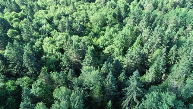 $25,900 | Lot 27 Brewer Road, Orient, ME 04471