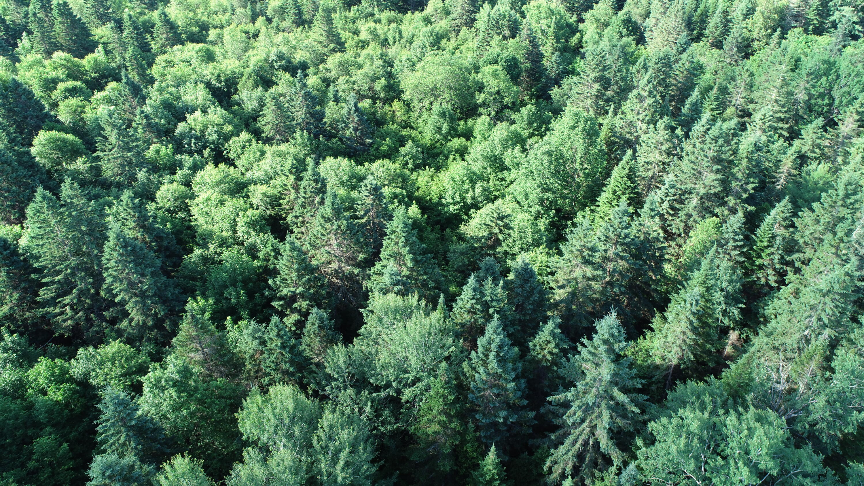 Lot 27 Brewer Road Orient, ME 04471 - Photo 27 of 36 DJI_0081